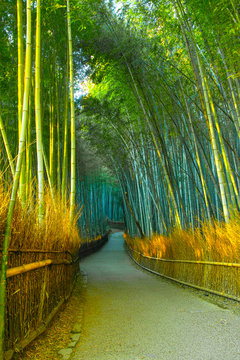 京都　朝日を浴びて輝く竹林の道

