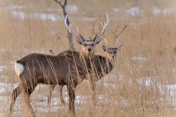 エゾシカ