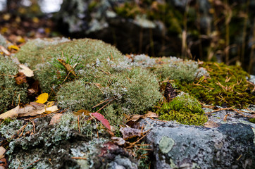 Fototapeta premium lichen, moss