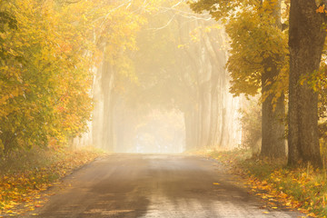 Amazing Autumn country road sunrise. / Beautiful sunlight in forest at Fall season in north Poland