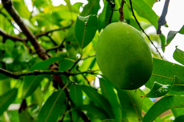 Single Mango on the Tree