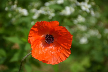 Poppy