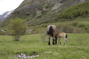 Fototapeta premium Mare and foal at mountain