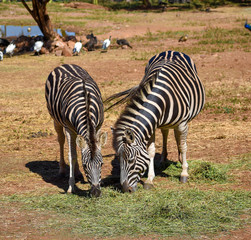 Two African black and white zebras grazing peacefully