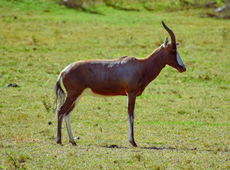 A South African Blesbok antelope standing on a field of grass