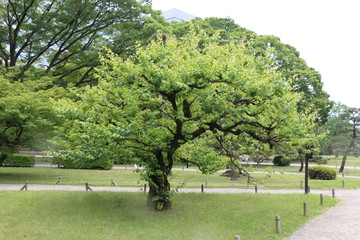 木