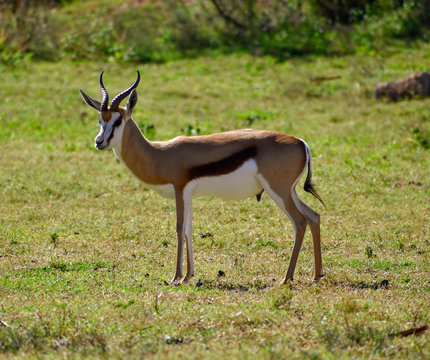 An adult springbok ram grazing peacefully on a grassy field