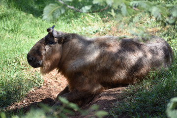 A Sichuan Takin relaxing in the shade. The picture is framed by leaves and branches