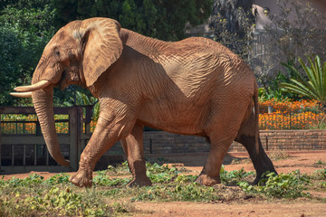 Fototapeta na wymiar A large brown bull African savannah elephant, hastily walking. 