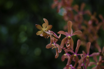 Pale Red Orchid closeup