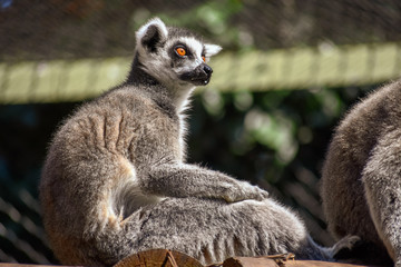 A ring-tailed lemur sitting on a deck staring out of its cage