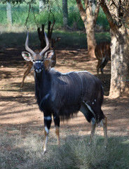 A beautiful dark grey Nyala bull with perfectly twisted horns