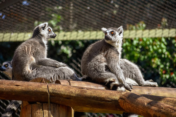 Two ring-tailed lemurs sitting on a deck staring out of their cage