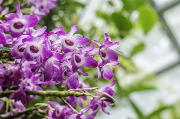 Violet Orchid closeup