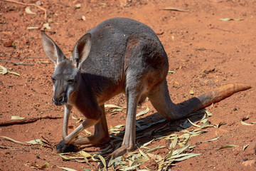 A young grey kangaroo resting on its hind legs and tail