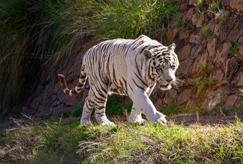 Fototapeta premium A large white male bengal tiger walking