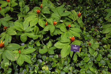 Red Small Flowers on a bush