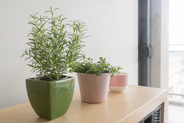 Rosemary plant in green container and oregano plant in pink container with pink and white cup on shelf in living room (selective focus)