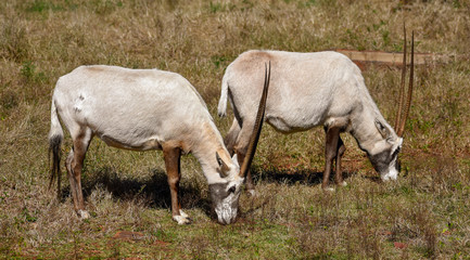 Obraz na płótnie Canvas A couple of Arabian Oryx' peacefully grazing