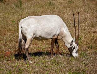 An Arabian Oryx peacefully grazing