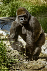 A large western lowland gorilla has a determined look on his face as he walks © JC
