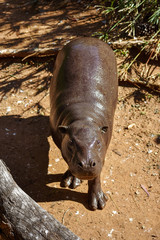 A pygmy hippo seen from above