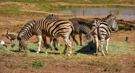Fototapeta na wymiar A small herd of African black and white zebras grazing peacefully
