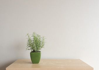 Rosemary plant in green ceramic container on shelf against neutral wall background