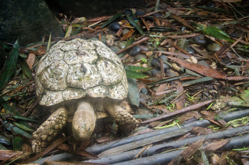 Closeup of Light Brown turtle on a damp
