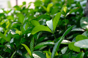 soft focus, green leaf background