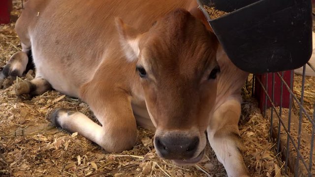 Brown cow calf eats and pants on floor of modern farm building.
