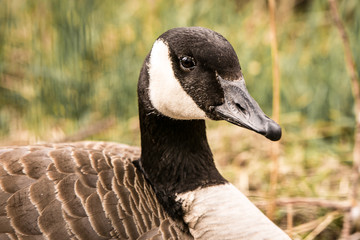 Canada Goose Close Up Right Side Eye