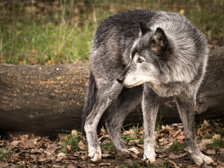 Grey Wolf looks back behind him in front of log