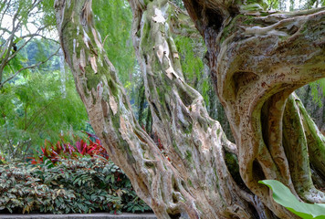 Interesting tree with carved names