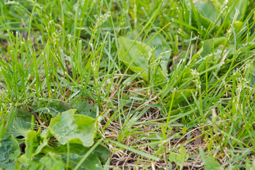 Summer young grass growing in the forest