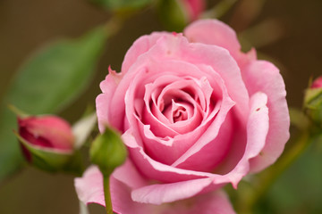 Fototapeta premium 薔薇一輪