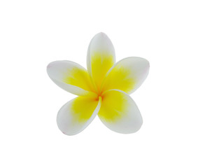 Plumeria on white background