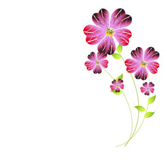 Obraz premium beautiful flowers