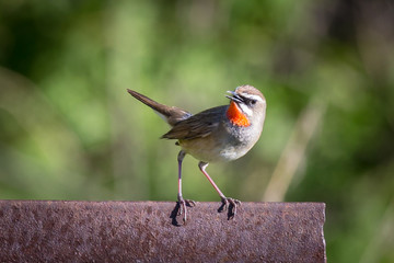 Nightingale the redneck