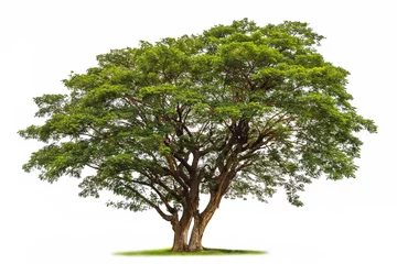 Foto op Canvas Rain tree isolated on white background. © Suraphol