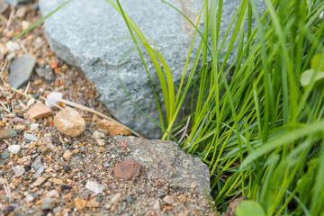 Grass in the sand close up.