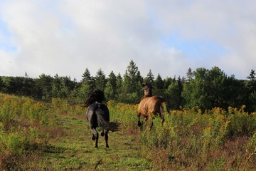 Obraz premium Running Wild