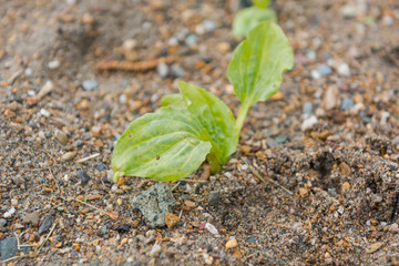 Grass in the sand close up.