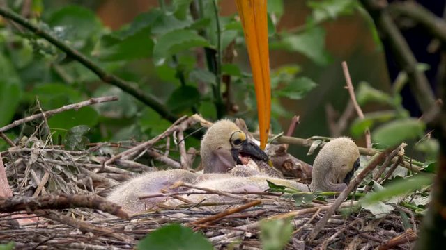 Yellow-billed stork (Mycteria ibis) chicks in nest