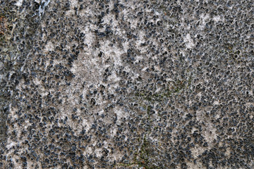 black grunge texture cement wall. copy space