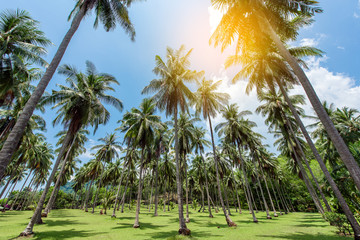 Fototapeta premium Palm trees against blue sky.