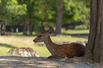 Deer in Nara Park. Japan.Deer is cherished as a divine force of God
