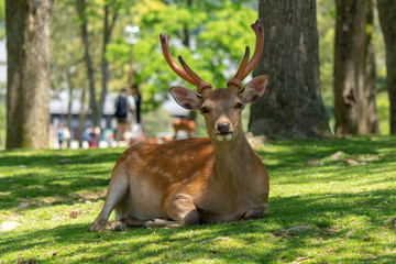 Naklejka na ściany i meble Deer in Nara Park. Japan.Deer is cherished as a divine force of God