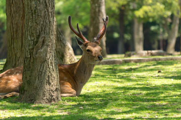 Deer in Nara Park. Japan.Deer is cherished as a divine force of God
