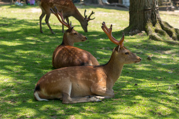Deer in Nara Park. Japan.Deer is cherished as a divine force of God